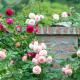 Розы в саду: правила посадки, обрезки и выращивания цветка Розы в конце мая начале июня уход